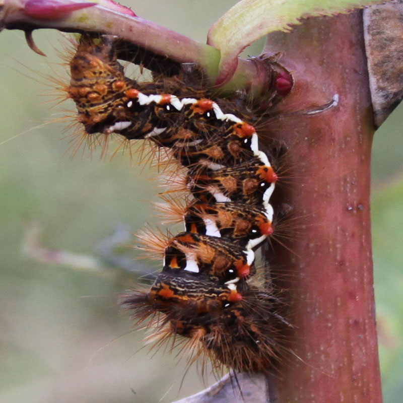 identificazione bruchi